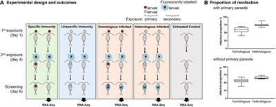 Disentangling specific and unspecific components of innate immune memory in a copepod–tapeworm system